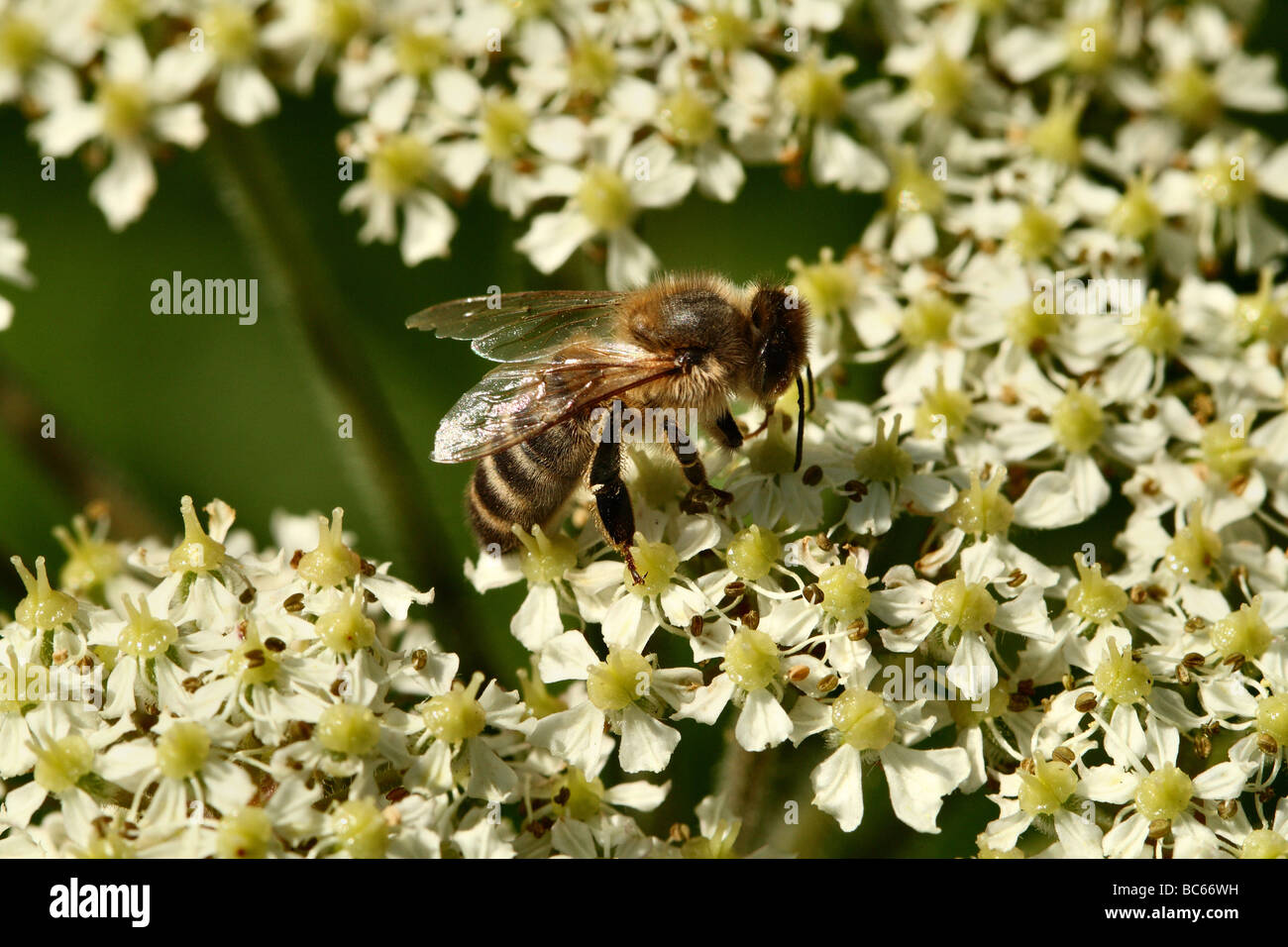 Honey Bee apis melifera on white Elder Flowers Stock Photo
