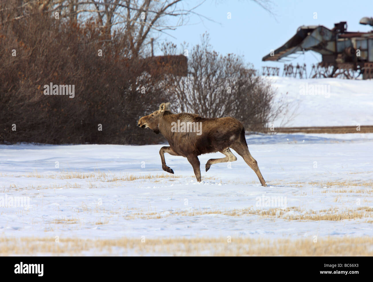 Moose running in Winter Canada Stock Photo