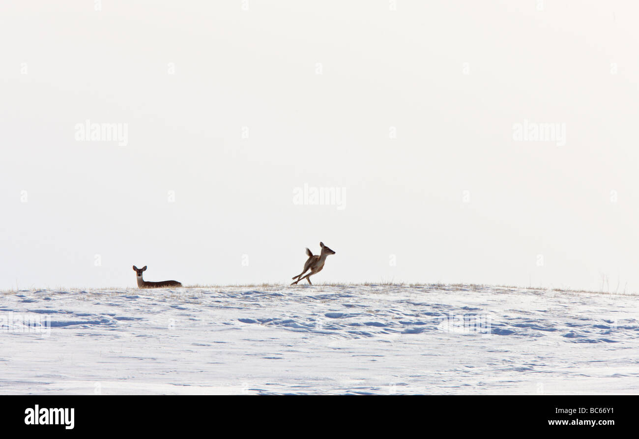 Deer running in Winter Stock Photo