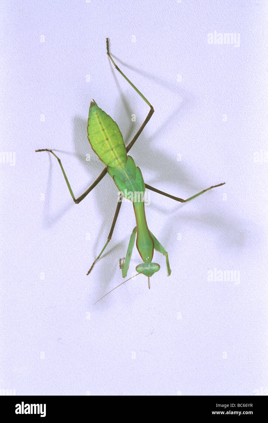 Cryptic praying mantis hi-res stock photography and images - Alamy