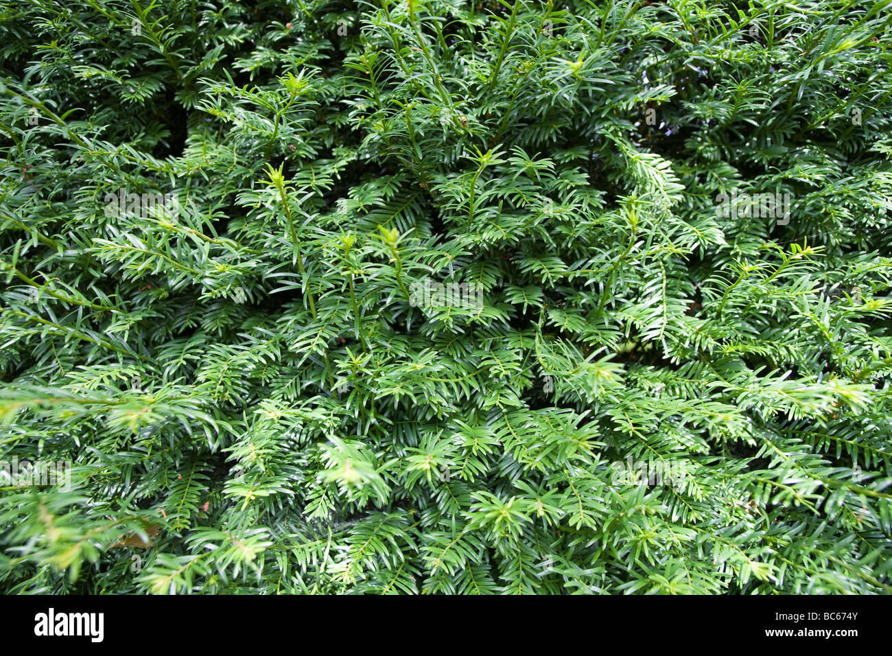 Close up of yew hedge showing only leaves Stock Photo Alamy