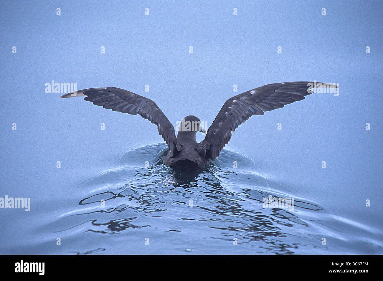 Sooty Shearwater, Puffinus griseus, landing on some water Stock Photo