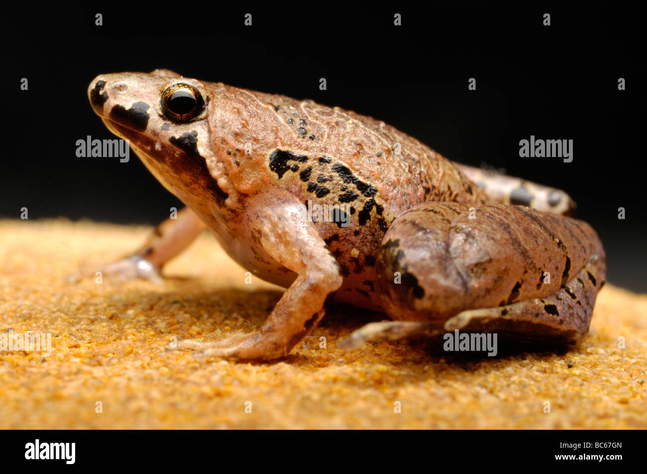 Bornean Narrow-mouthed, Frog Microhyla borneensis, which is also known as the Bornean Chorus Frog Stock Photo