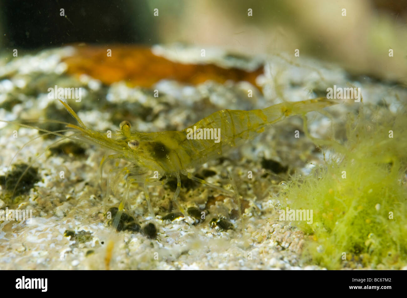 Rock Shrimp on rock amongs green alges, Sweden Stock Photo