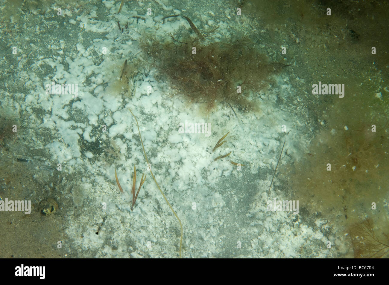 Seafloor with signs of lack of oxygen, Sweden Stock Photo