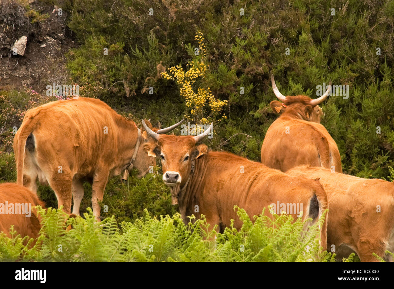 Herd of Spanish Corriente cattle in de Baixa Limia National Park, area of Olelas Village, Northern Spain Stock Photo