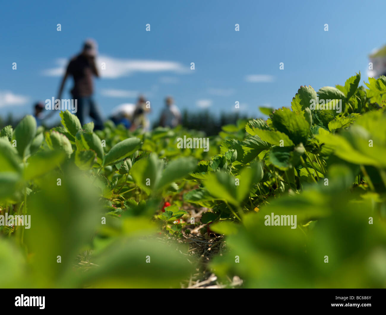 People with children at an organic strawberry farm Stock Photo - Alamy