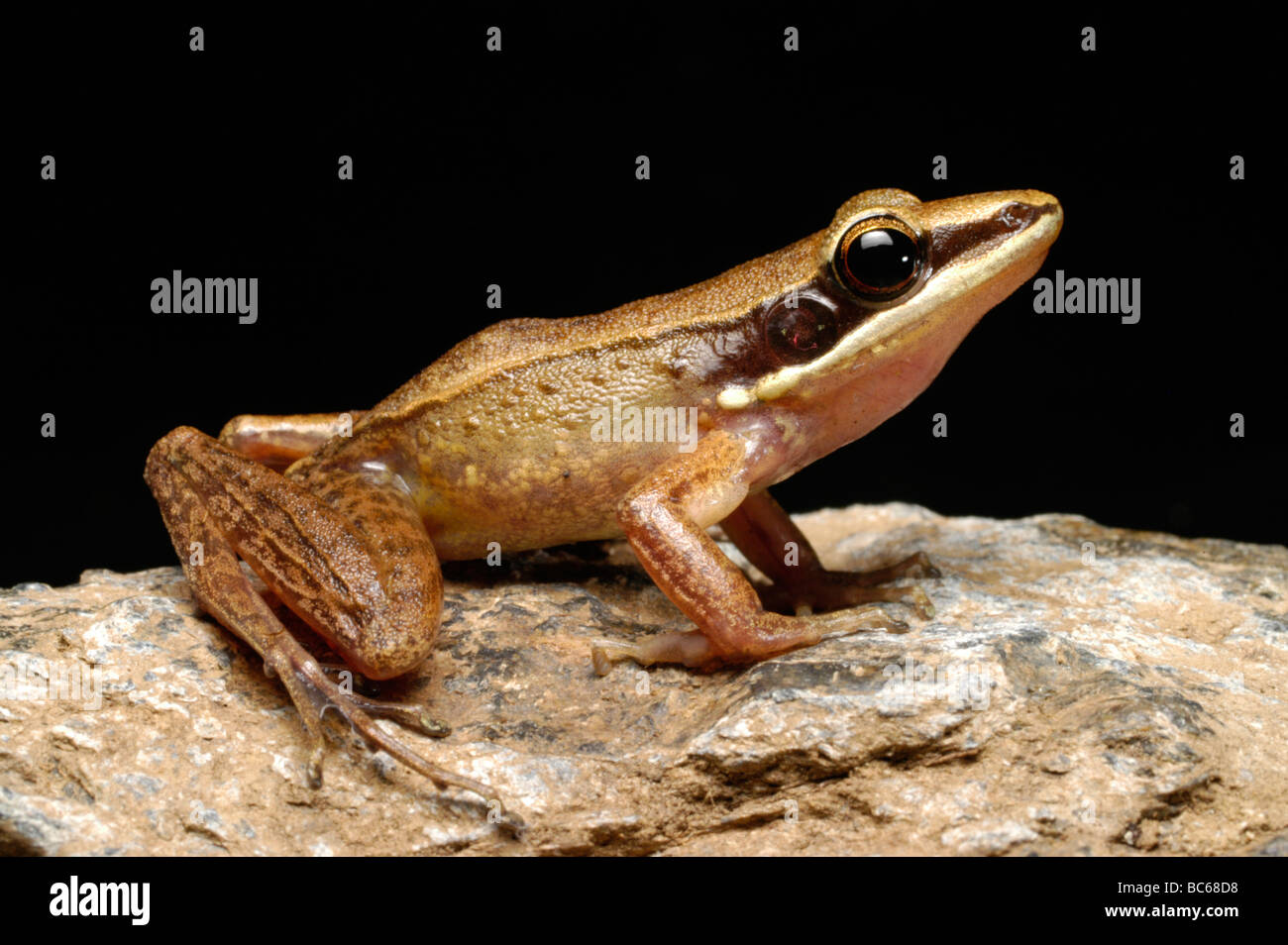 Cricket Frog, Rana nicobariensis Stock Photo
