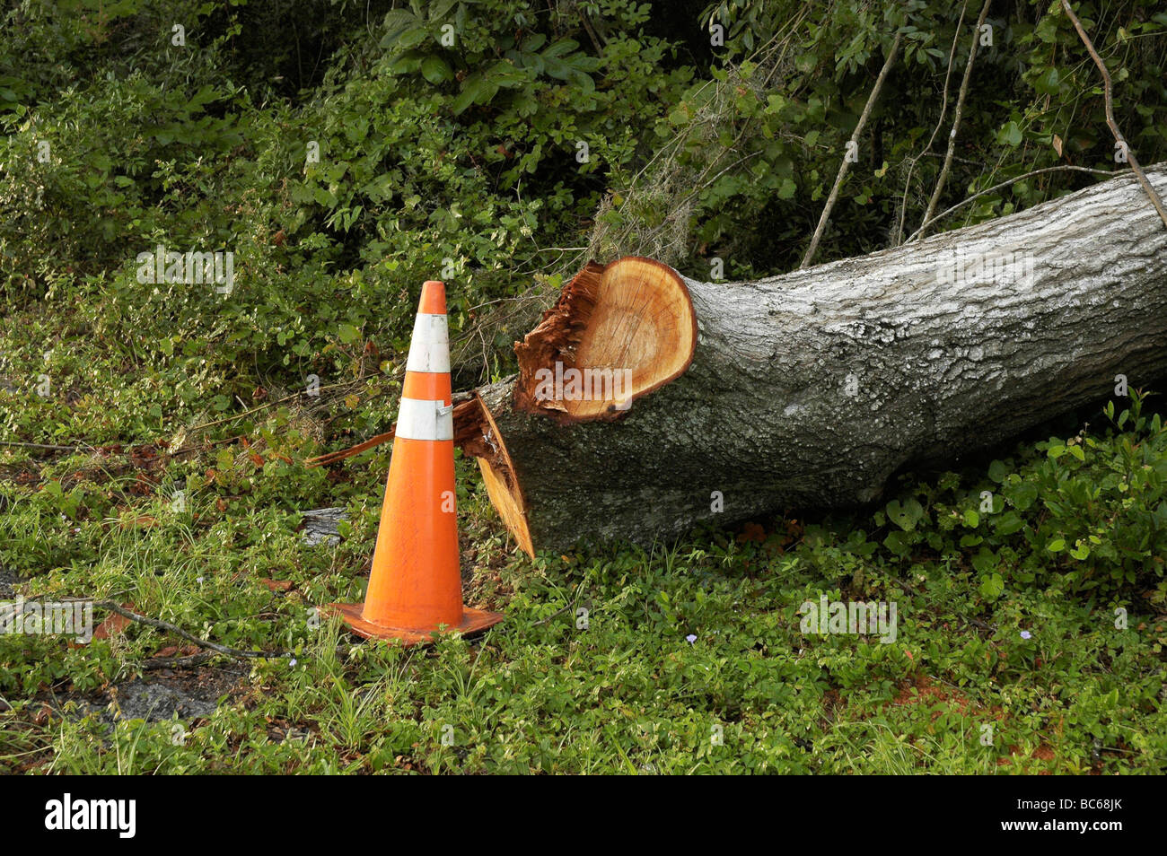 safety cone is placed next to fallen tree, North Florida Stock Photo