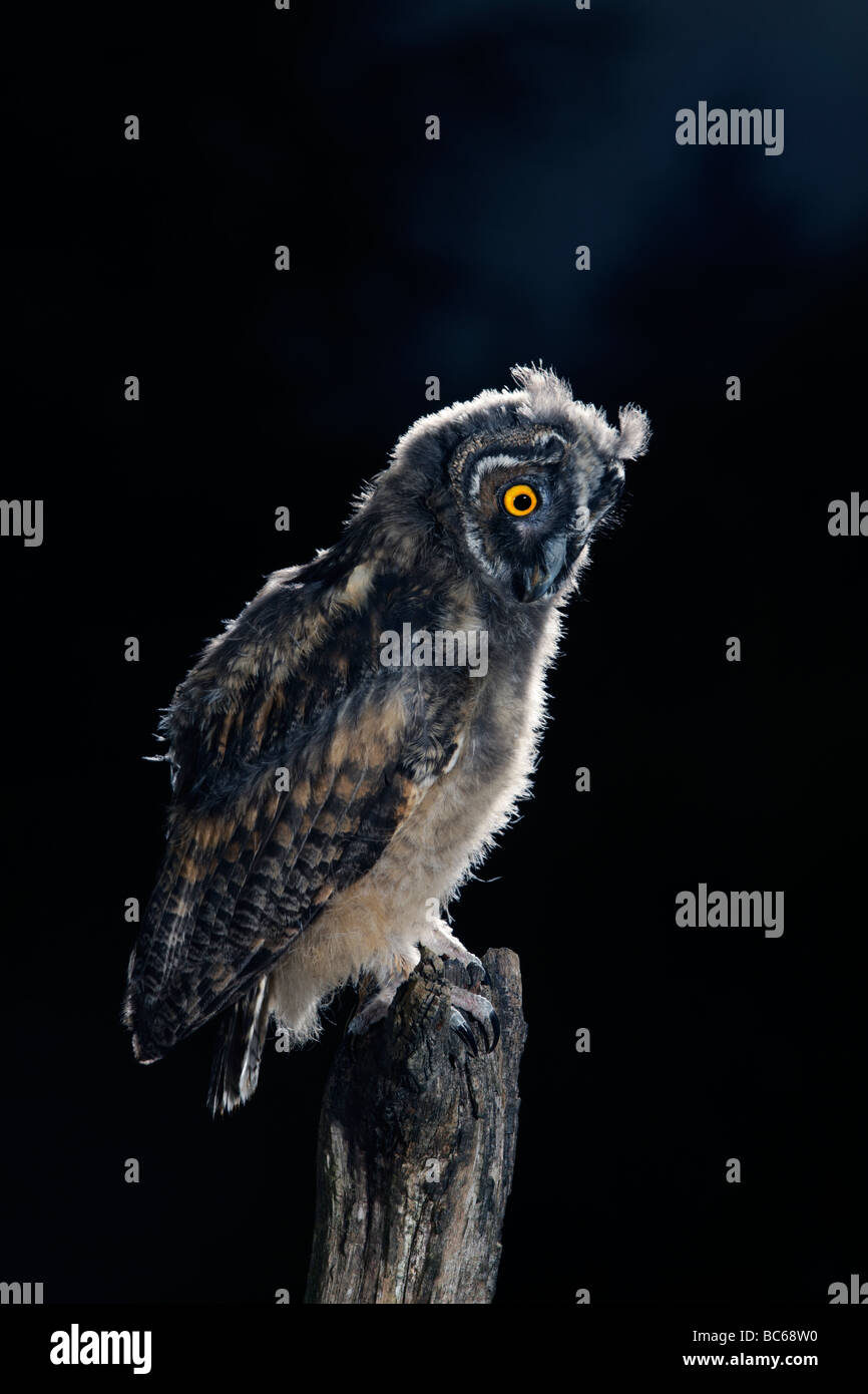 Young Long Eared Owl Asio otus Stock Photo