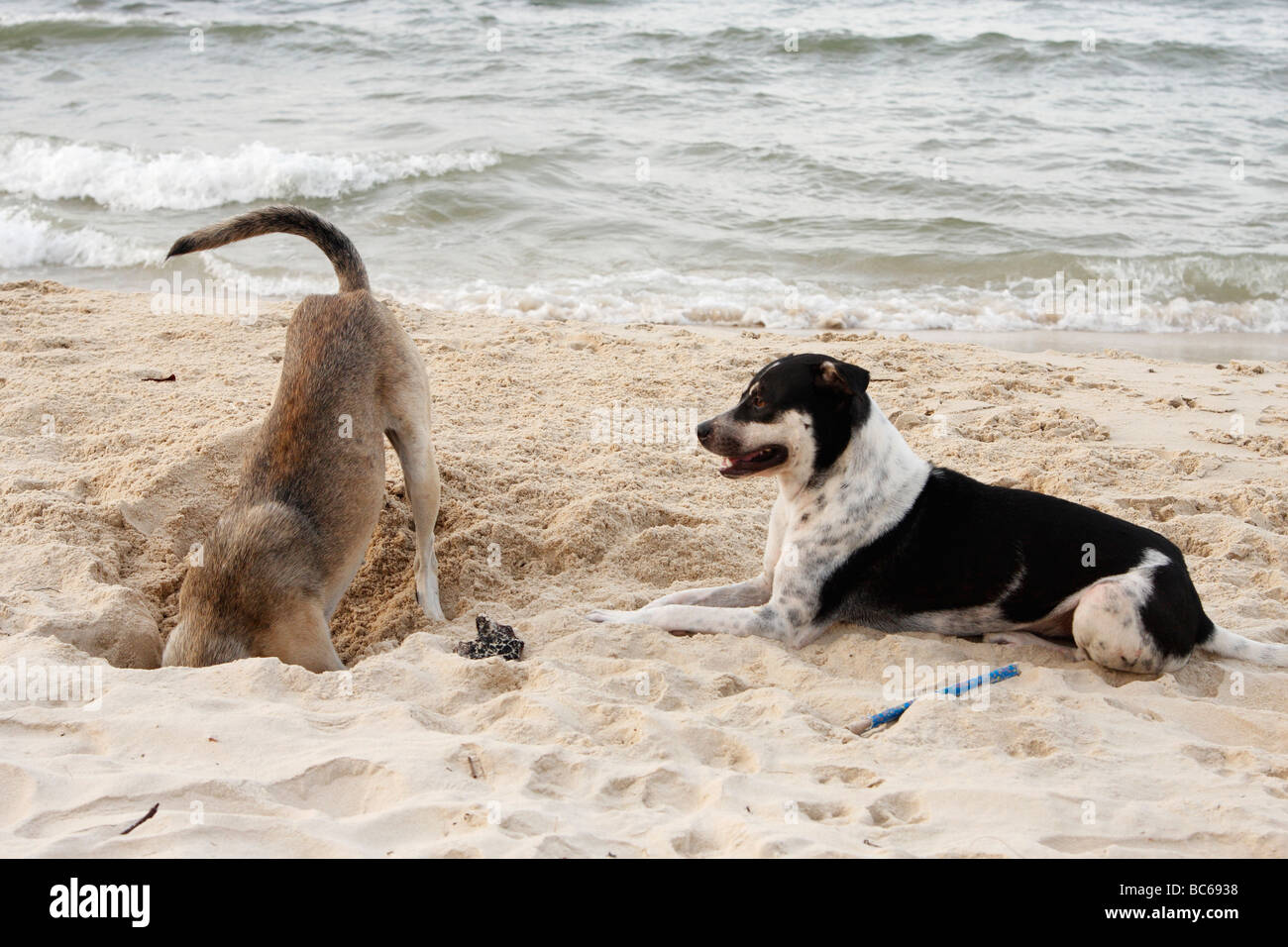 Dog digging hole in sand, Sihanoukville beach, Cambodia Stock Photo Alamy