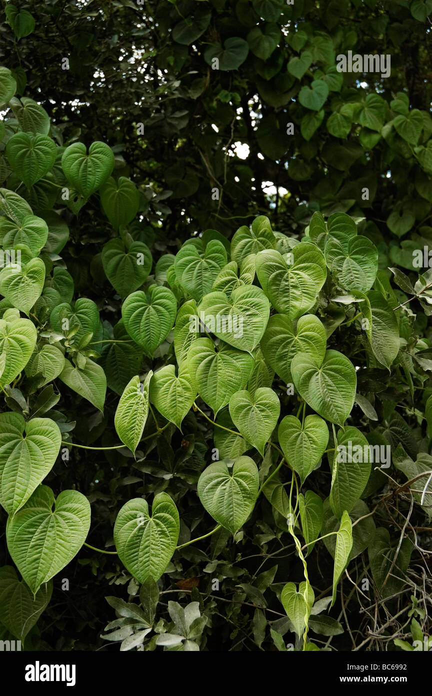 Highly invasive air potato vines climb into the tree canopy in rural