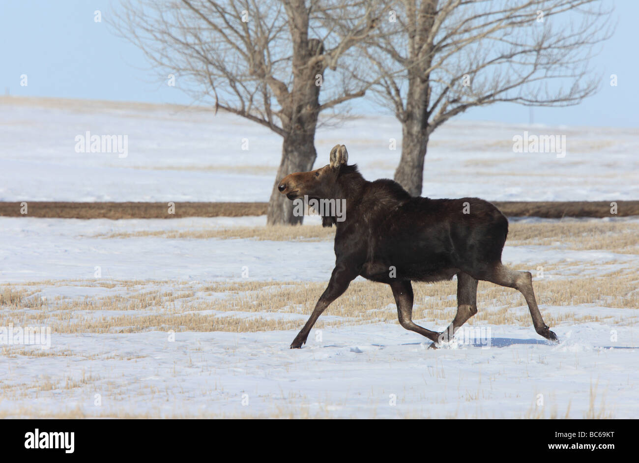 Moose running in Winter Canada Stock Photo