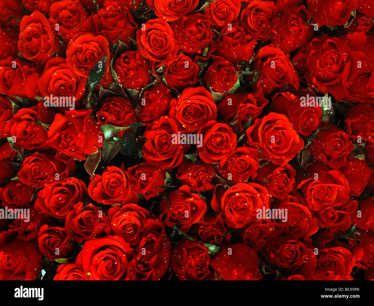 Red Rose Background With Dew & Diffused Stock Photo