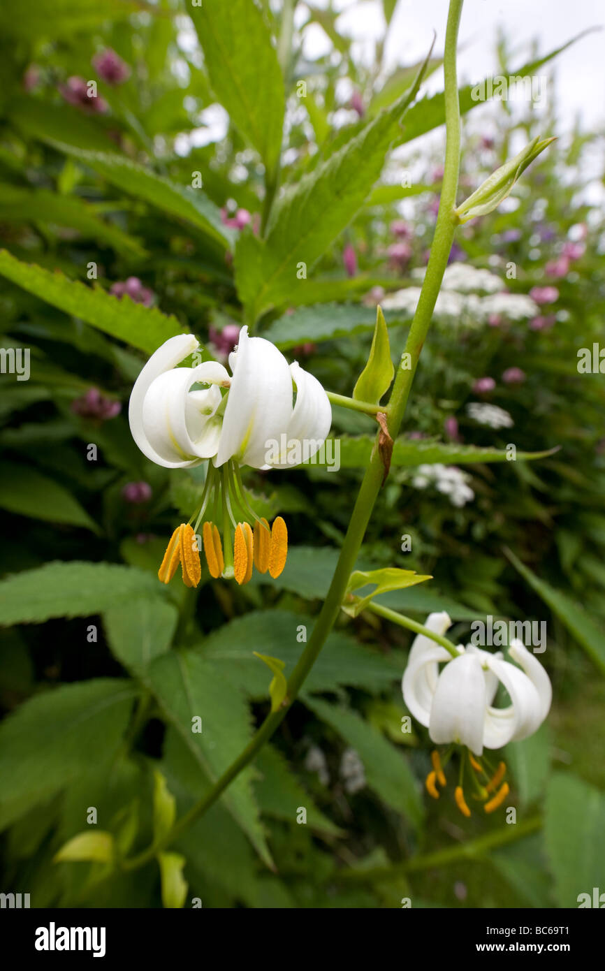 Single stem of a white Lilium martagon against a soft focus leafy background Stock Photo