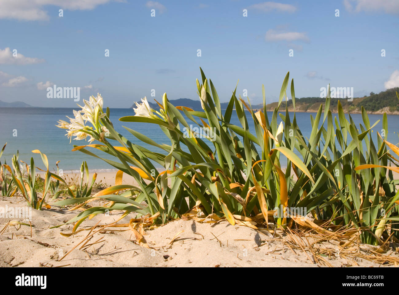 Sea daffodil (Pancratium maritimum) Stock Photo