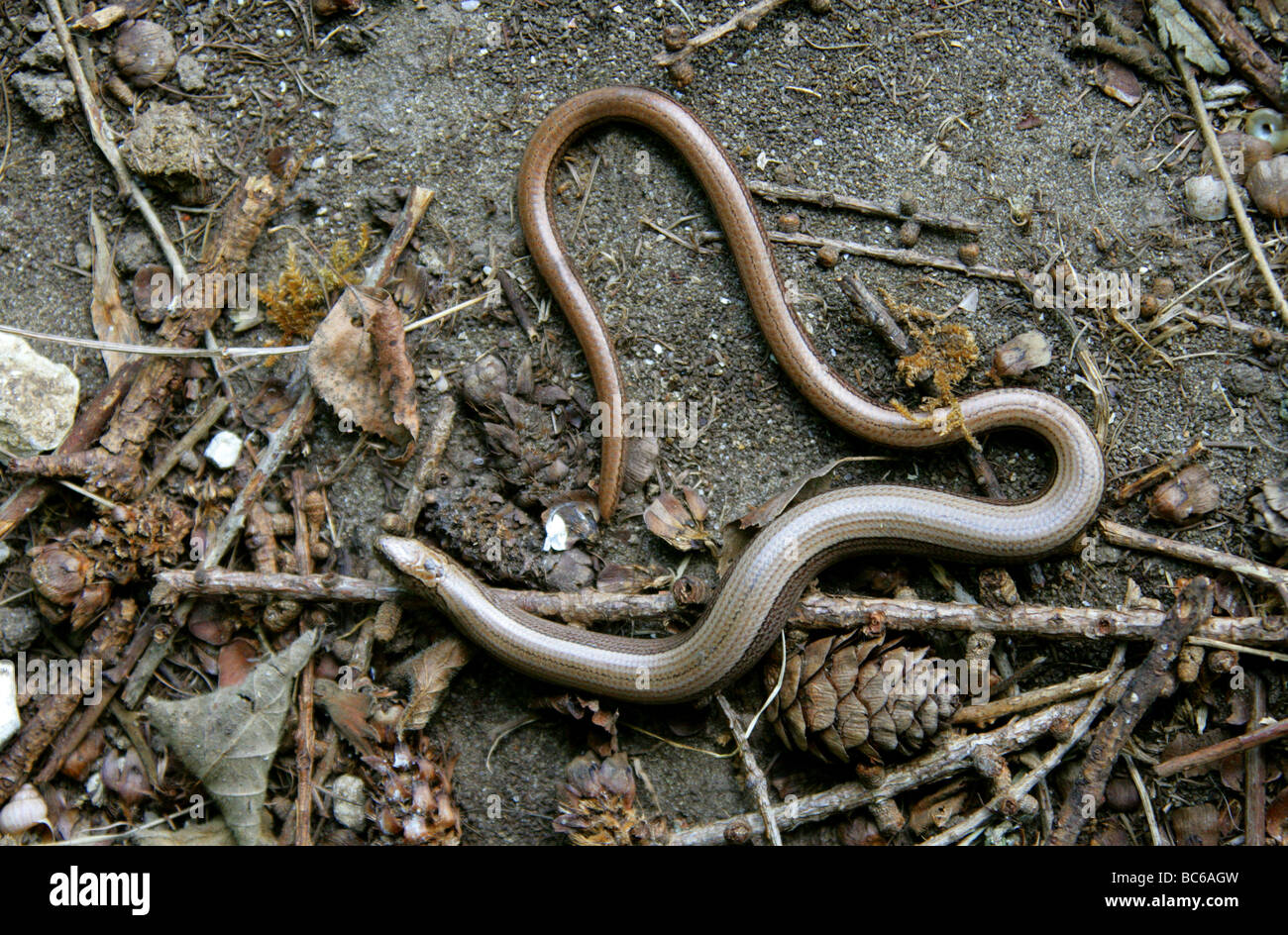 Slow Worm aka Slow-worm, Slowworm, Blindworm or Blind Worm, Anguis fragilis, Anguidae, Lizard, Reptile Stock Photo