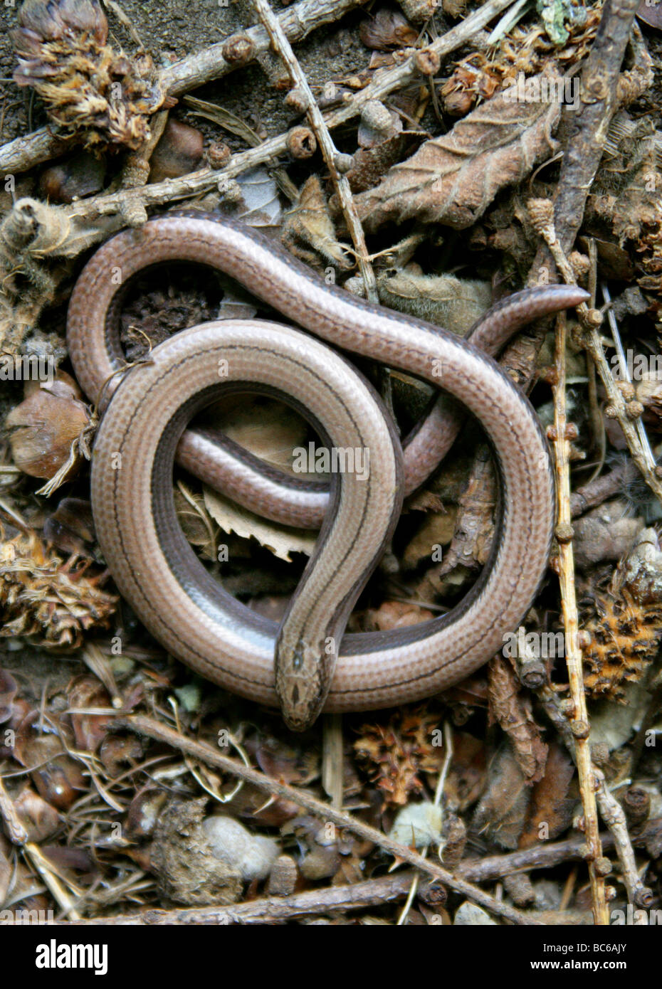 Slow Worm aka Slow-worm, Slowworm, Blindworm or Blind Worm, Anguis fragilis, Anguidae, Lizard, Reptile Stock Photo