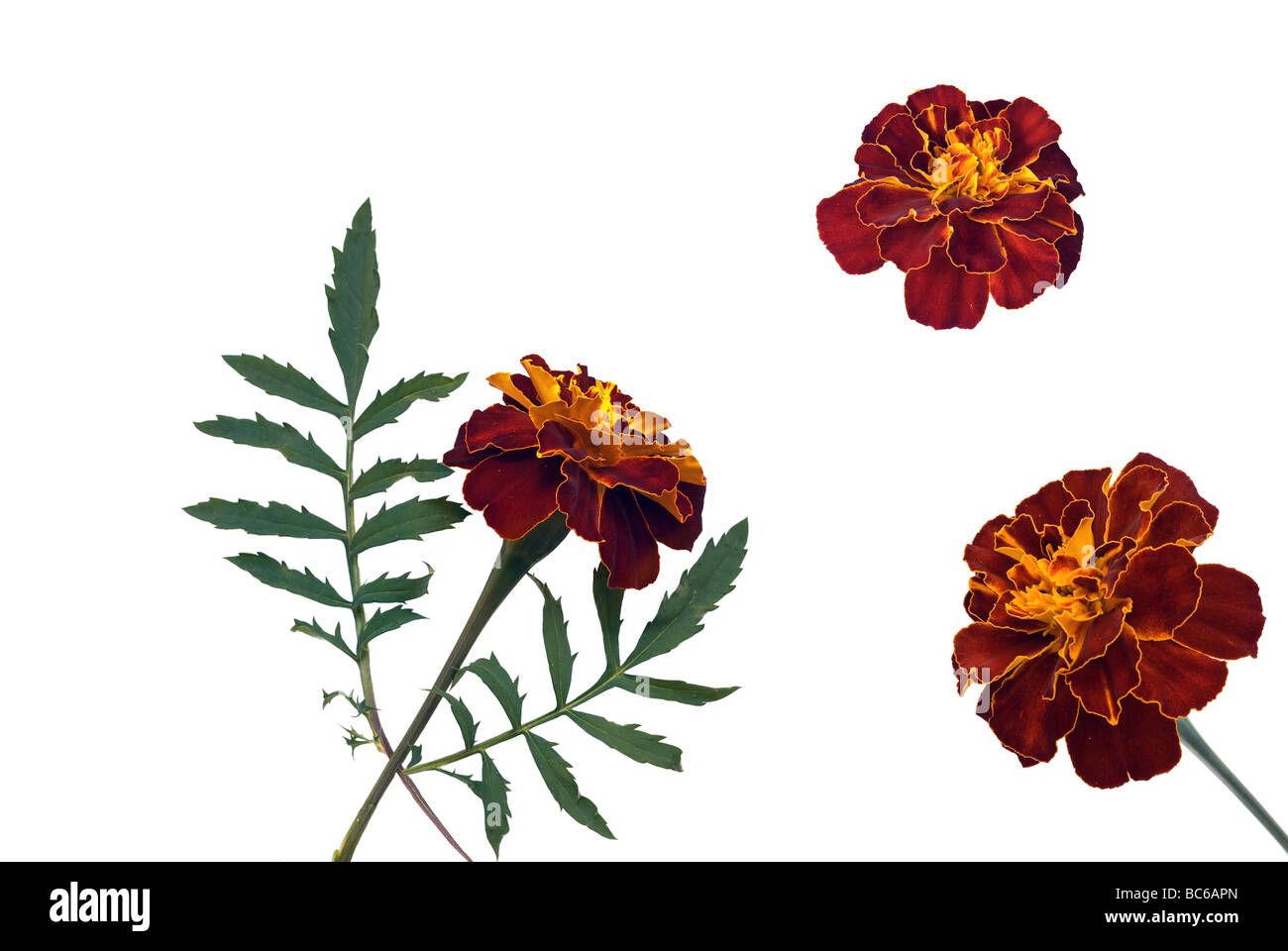 French Marigold flower variations Stock Photo