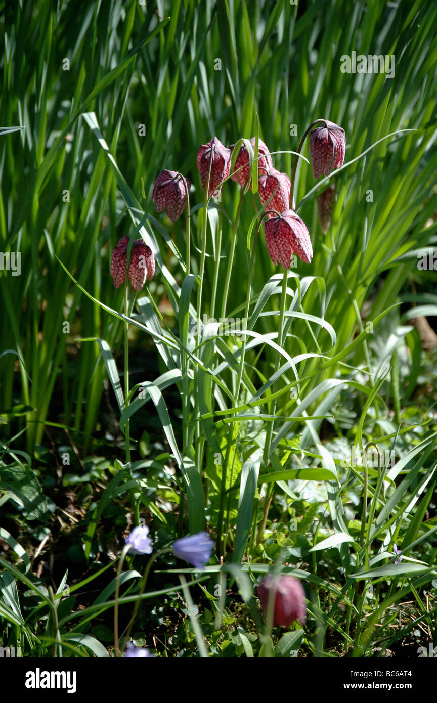 Close-up of pink Snake's-head fritillaries growing in grass Stock Photo