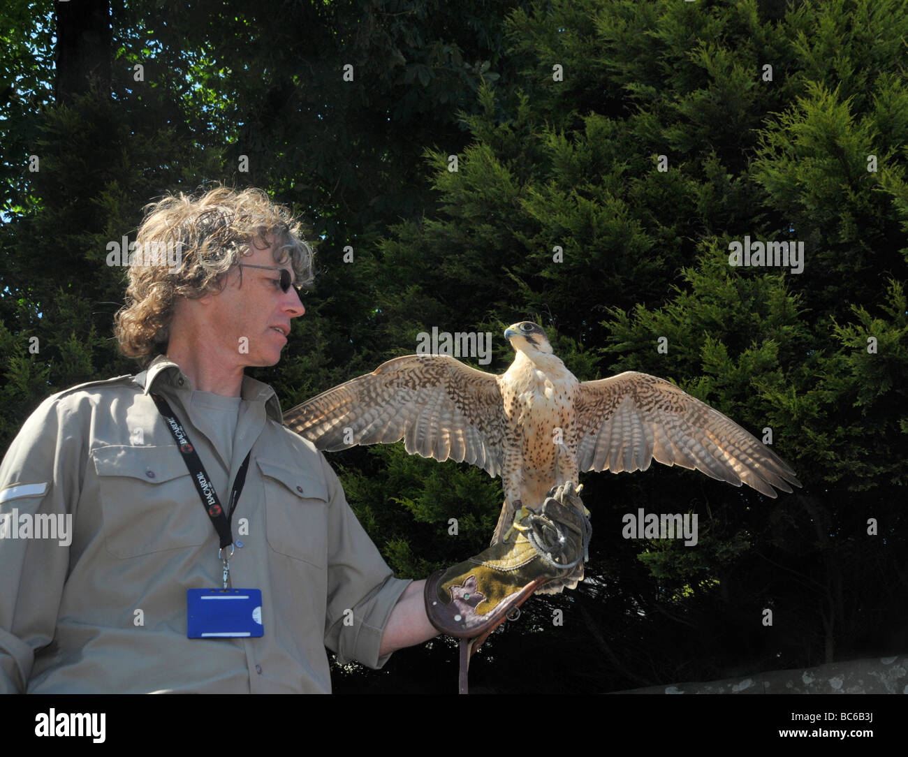 A falconer with a female working kestrel. Stock Photo