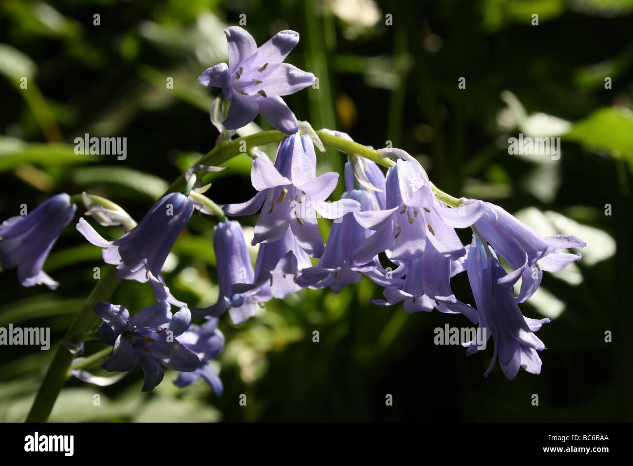 Bluebell Hyacinthoides non-scripta Family Hyacinthaceae Macro shot of this common  scented spring woodland plant Stock Photo