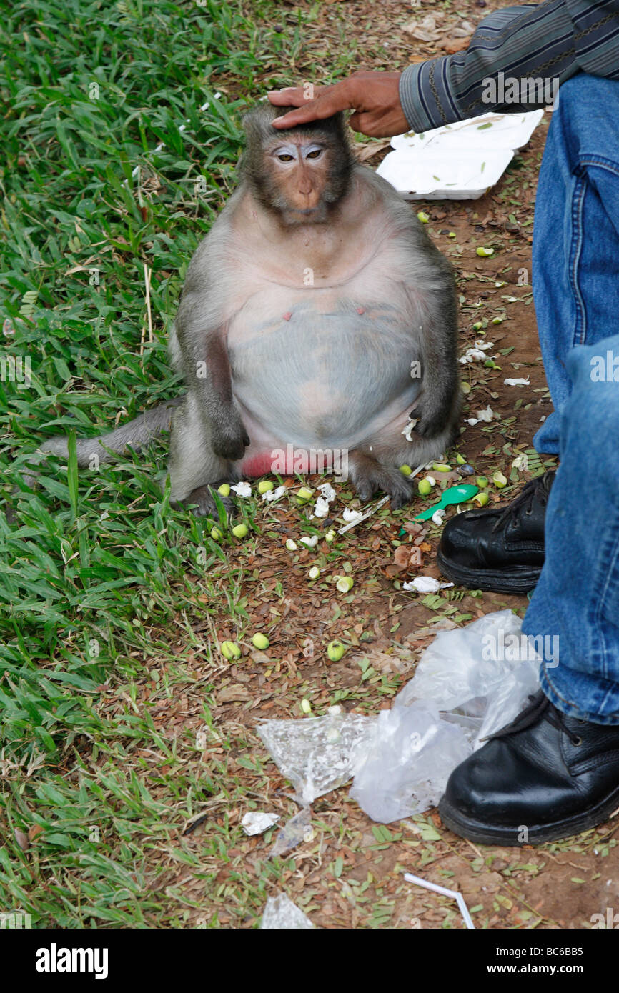 Tourist feeding a fat 'Long-tailed macaque' monkey 'Macaca fascicularis', 'Wat Phnom', 'Phnom Penh', Cambodia Stock Photo