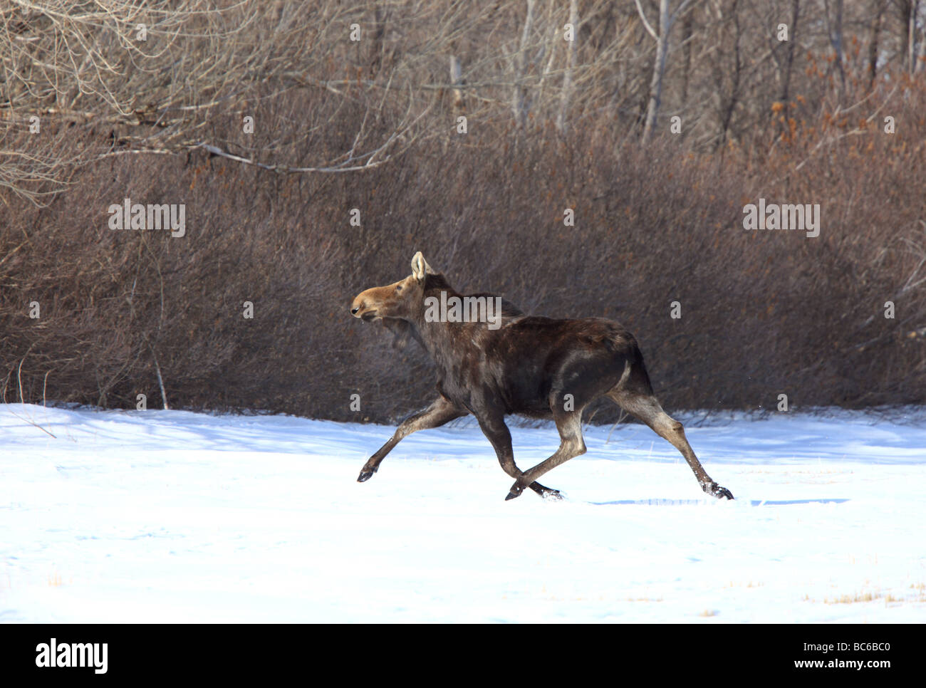 Moose running in Winter Canada Stock Photo