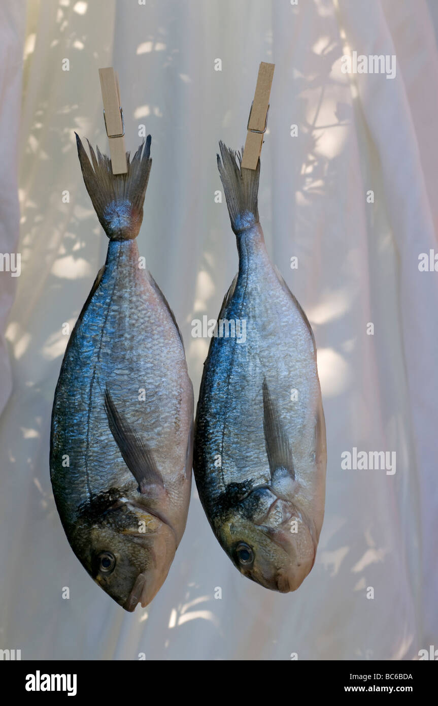 Sea Bream hanging on a fishing line, by clothes pegs Stock Photo