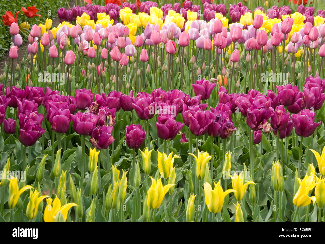 Various flowers in Botanic Gardens, Dublin, Ireland Stock Photo Alamy