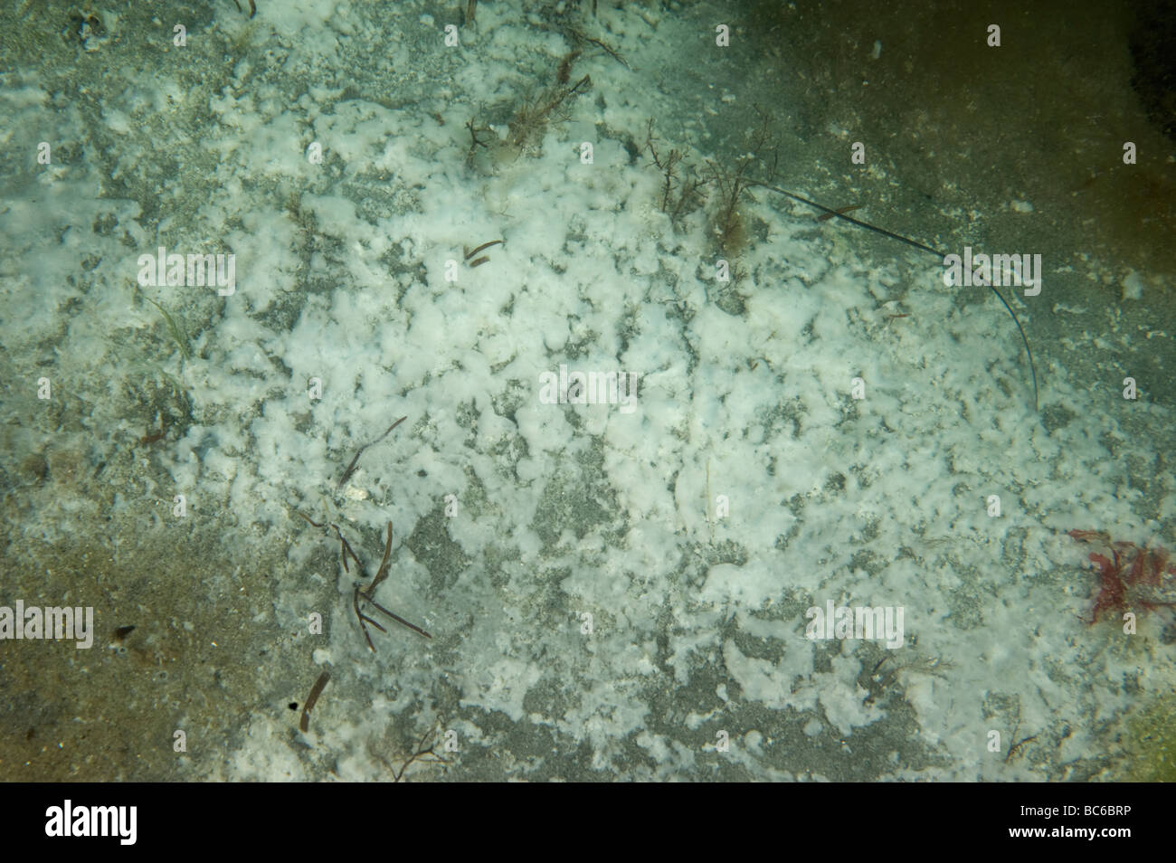Seafloor with signs of lack of oxygen, Sweden Stock Photo