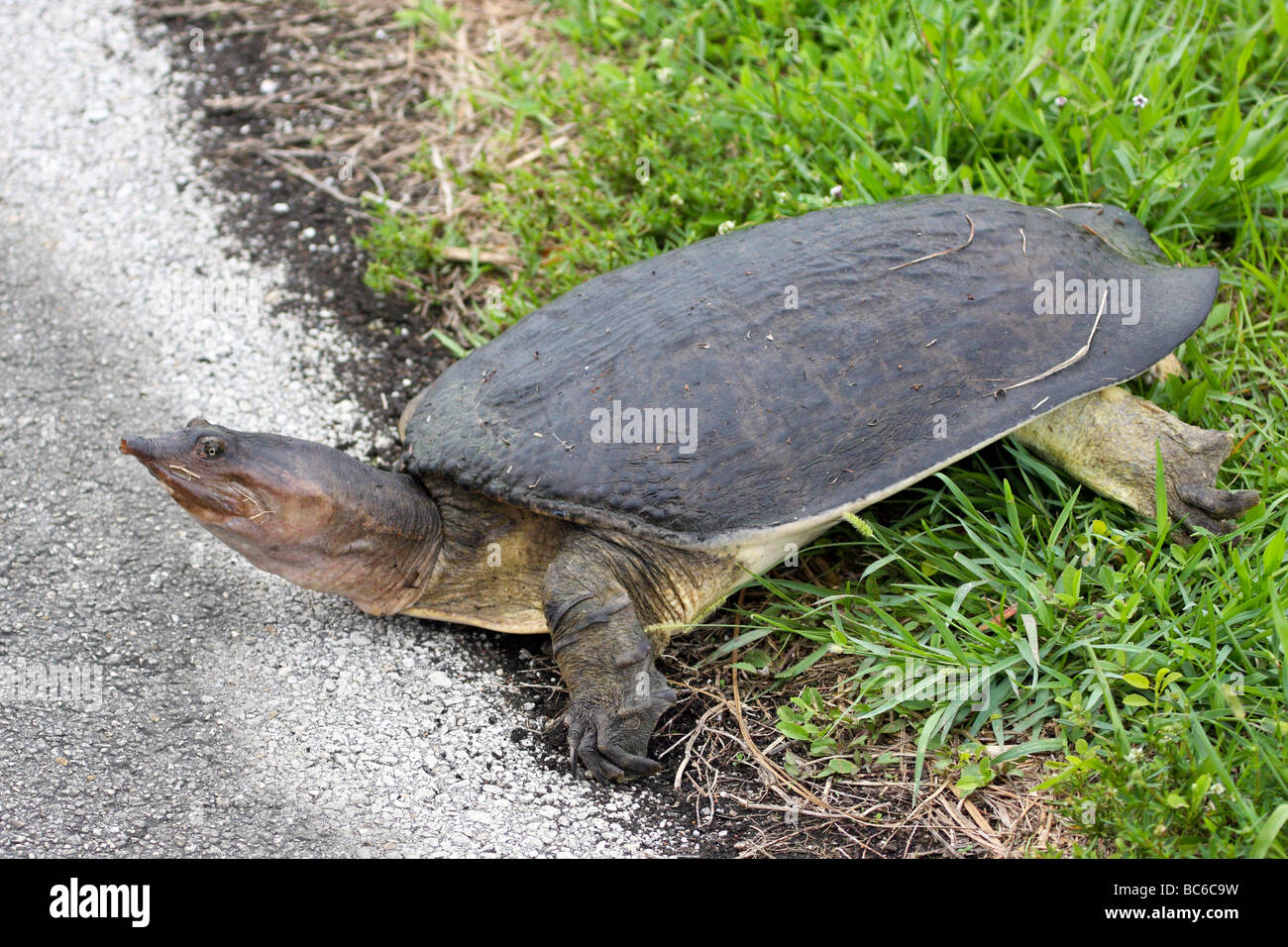 Florida softshell turtles hi-res stock photography and images - Alamy