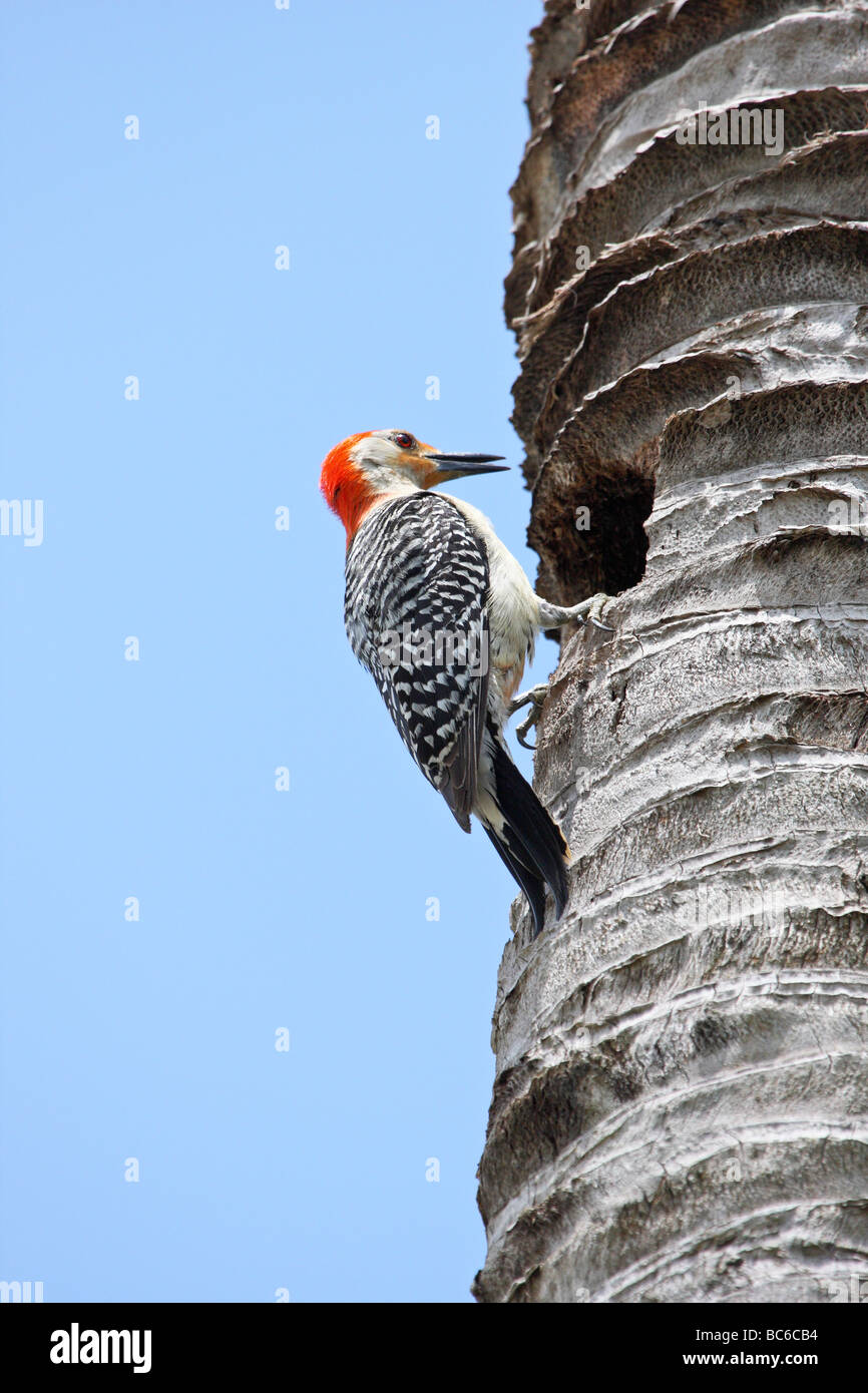 Red bellied Woodpecker on a palm tree trunk Stock Photo Alamy