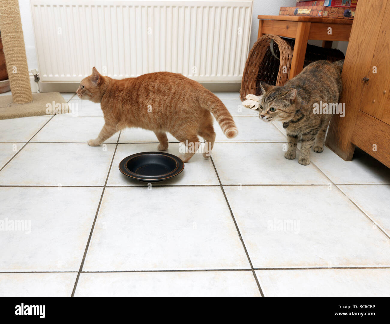 Cats Waiting to be Fed Stock Photo