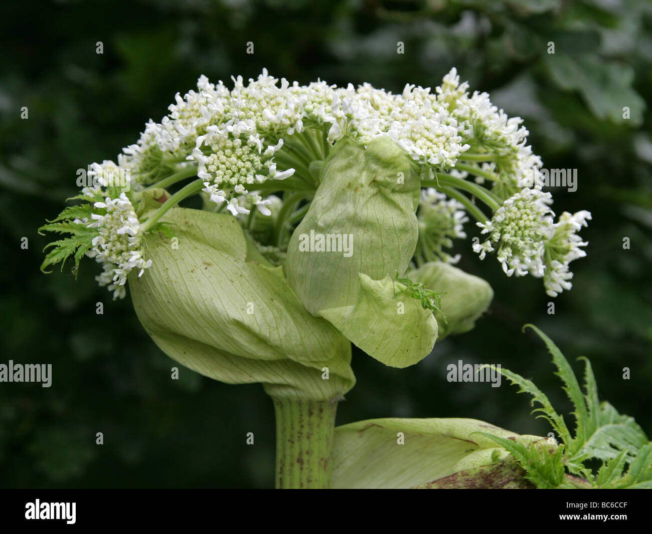 Giant Hogweed or Giant Cow-parsley, Heracleum mantegazzianum, Apiaceae Stock Photo