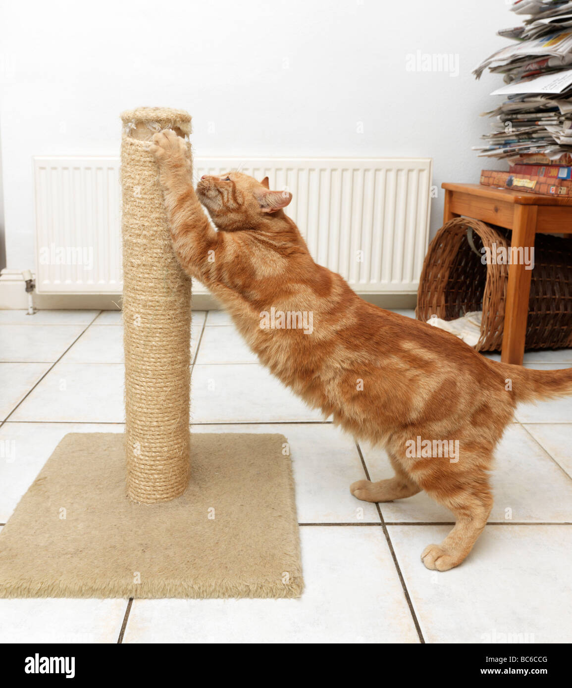cat using scratching post