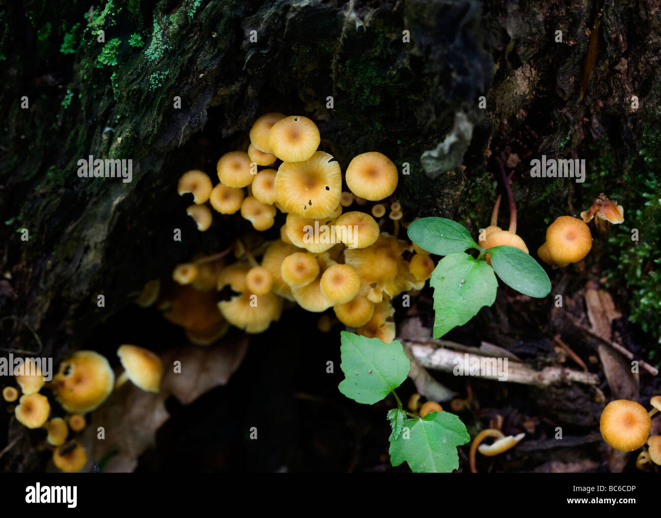 Wild mushroom (Xeromphalina campanella) community USA Stock Photo Alamy