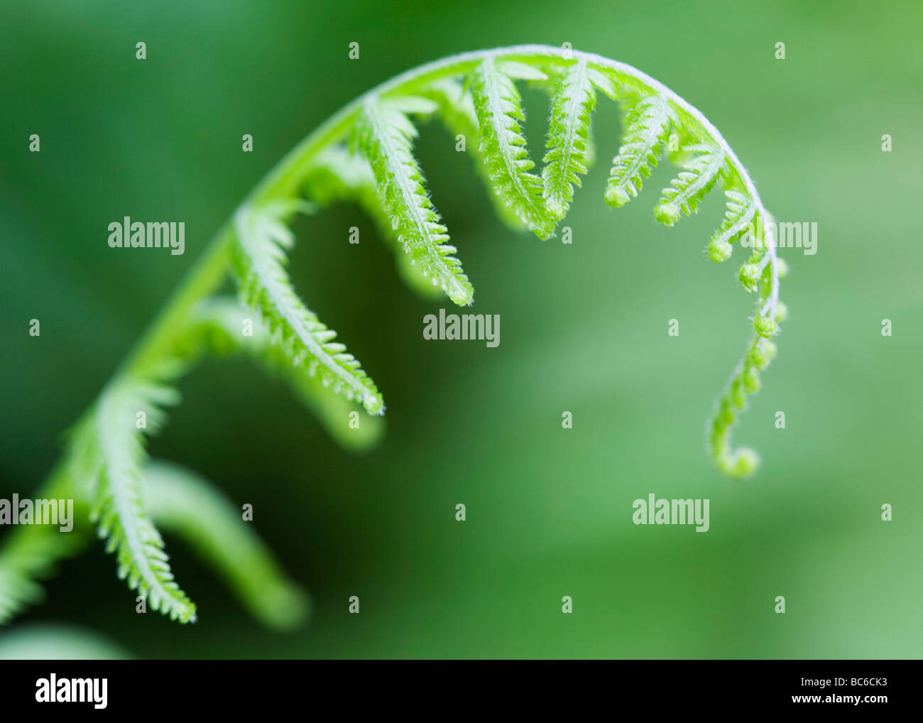 fern plant tip ferns Stock Photo