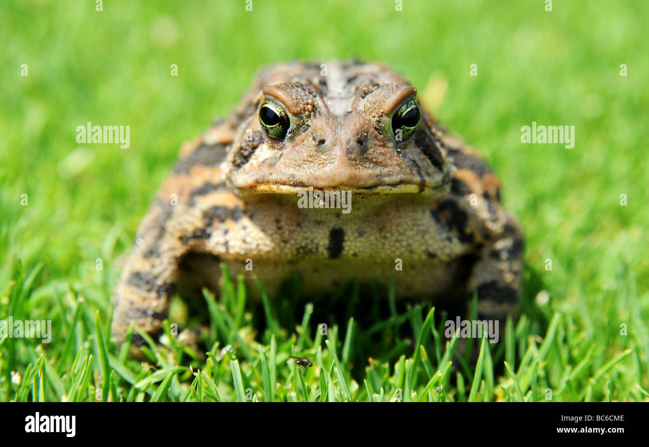 Magnificent photo of a toad, frog, stalking a fly that is perched on a blade of grass. Lush colors, total concentration. Stock Photo