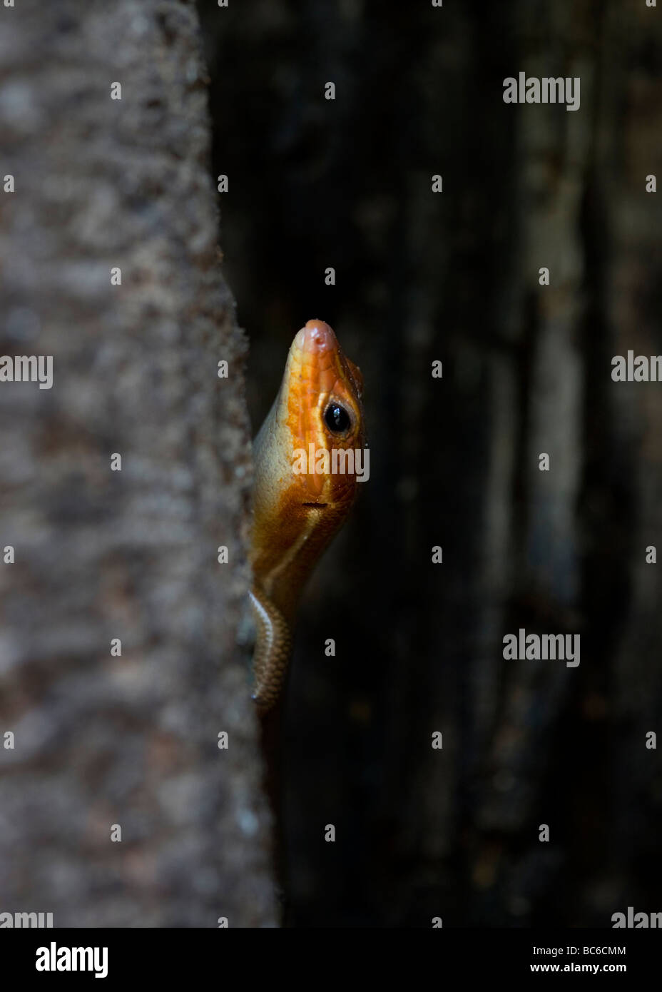 Broad-headed Skink (Eumeces laticeps) Stock Photo