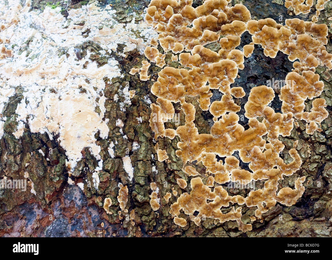Crustose lichen tee fungus - USA Stock Photo