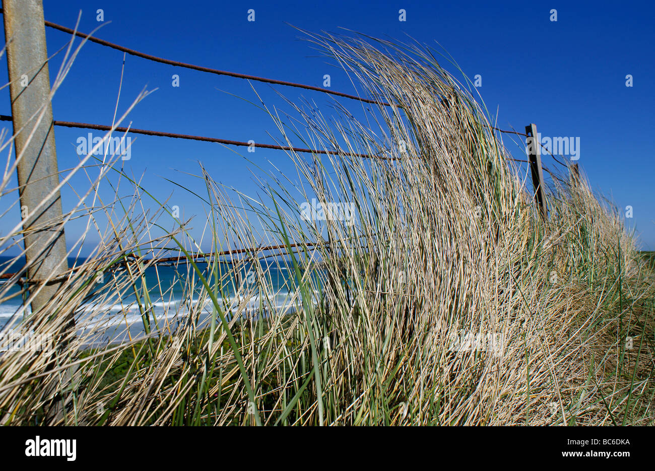 Wind-blown long grass against wire fence overlooking sea with blue sky background. Stock Photo