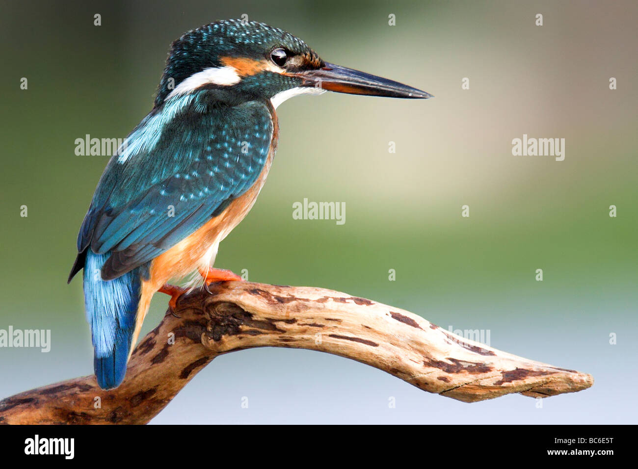 Common Kingfisher [alcedo atthis] Stock Photo