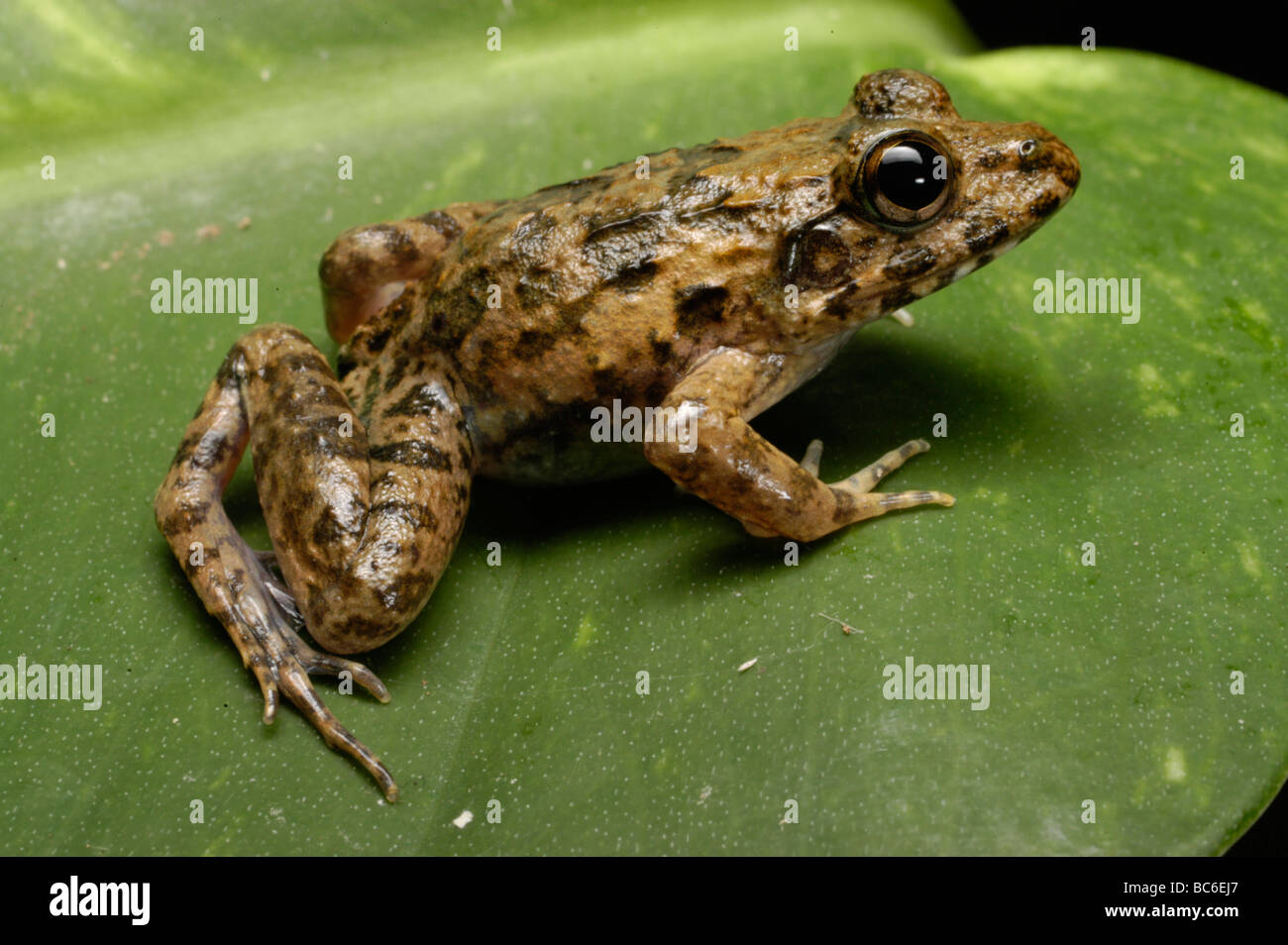 Grass Frog, Fejervarya limnocharis, which is also known as the Cricket Frog Stock Photo