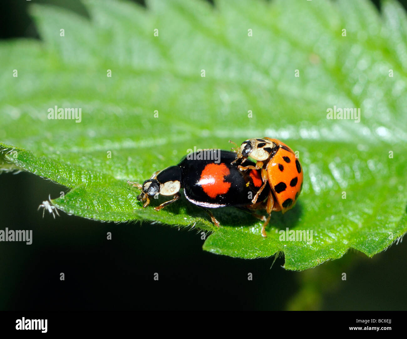 A very varied pair of harlequin ladybird (Harmonia axyridis) mating. Stock Photo