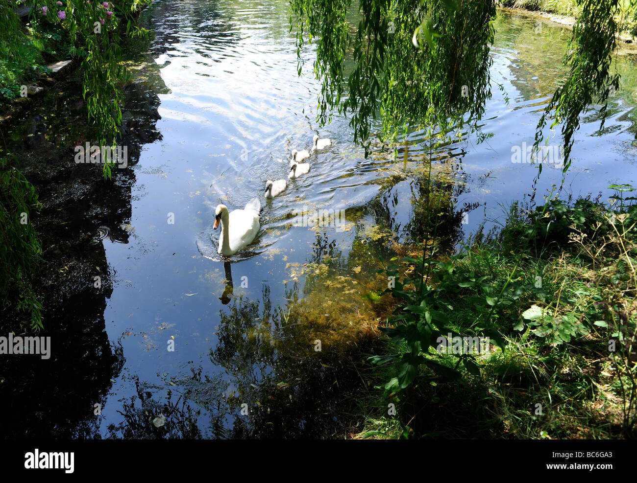 Swans and baby signets in Bishop’s Palace gardens, Somerset, UK Stock Photo
