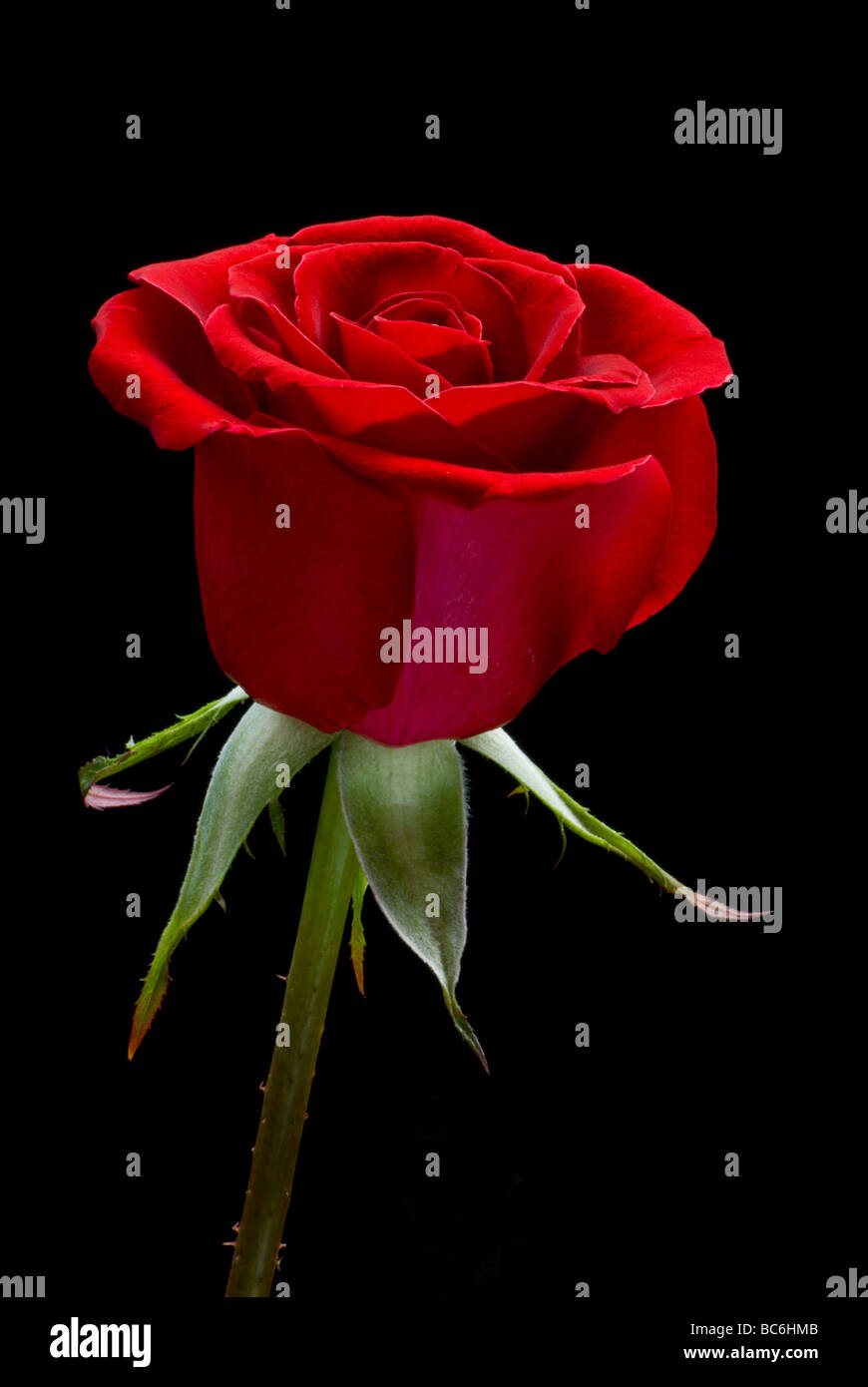 Single Red Rose Rosa Stock Photo Alamy