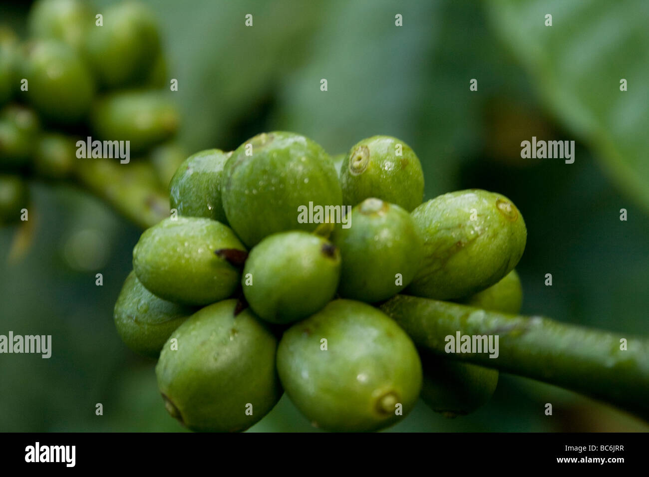 COFFEE BEANS AT A COFFEE PLANTATION IN KARNATAKA Stock Photo Alamy