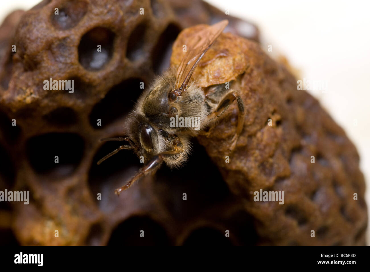 Moment of birth of the queen bee Stock Photo