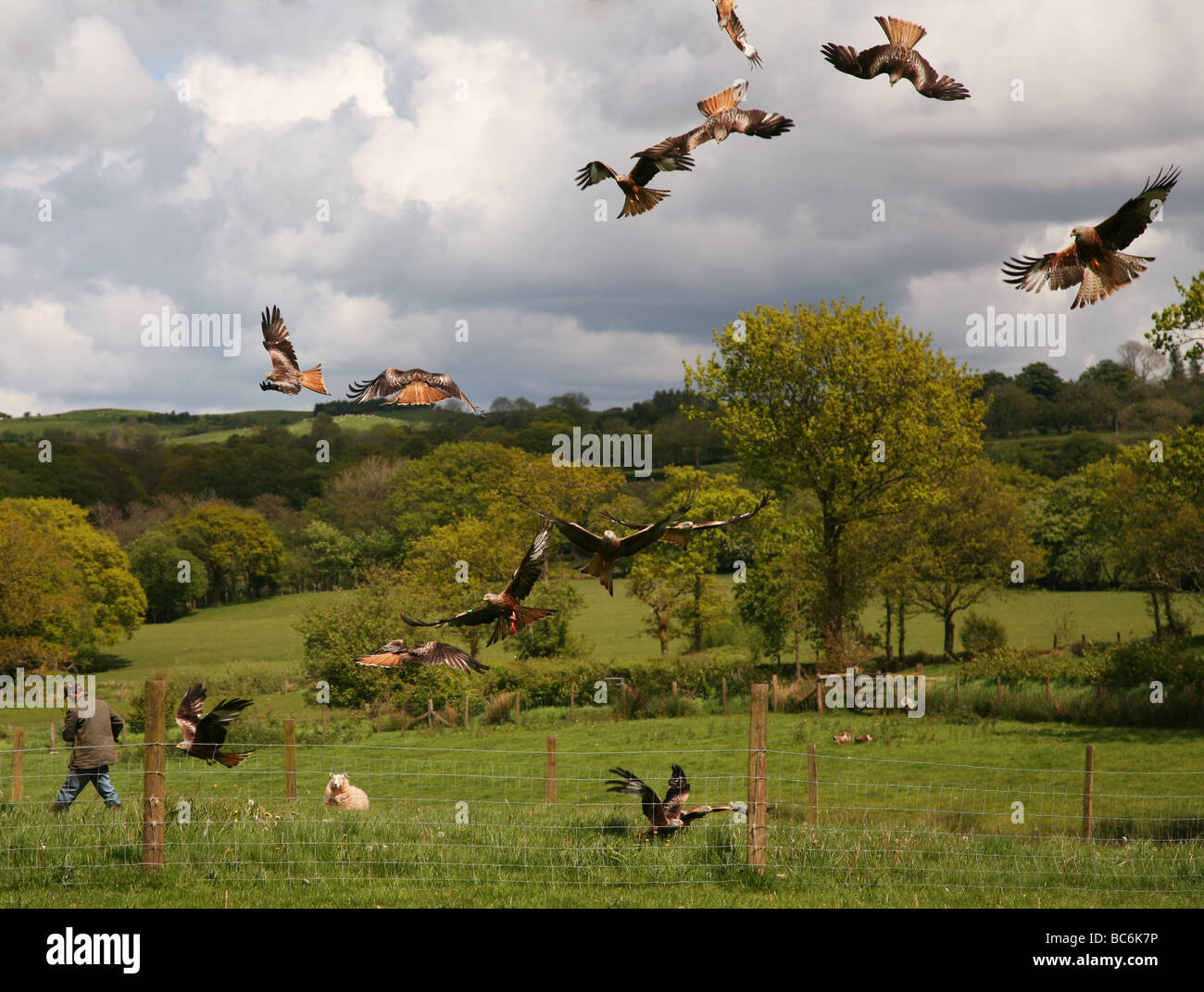 Red Kites flock to feed at The Black Mountain Red Kite Feeding Station